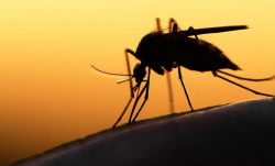 ¡Emergencia por dengue! 140 víctimas mortales en lo que va del 2024
